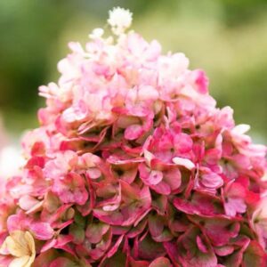 Hortensia-Living-pinky-promise1