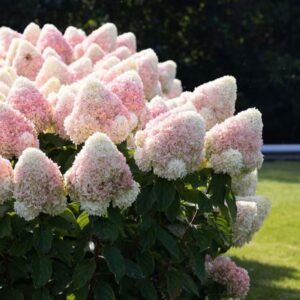 Hortensia-living-Candy-love