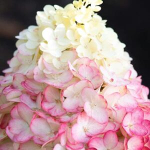 hortensia Living-colourful-cocktail