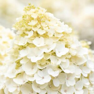 hortensialiving-little-blossom