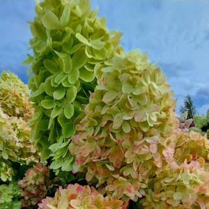 Aedhortensia Graffiti