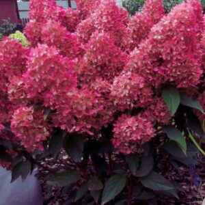 Aedhortensia Petite Flori