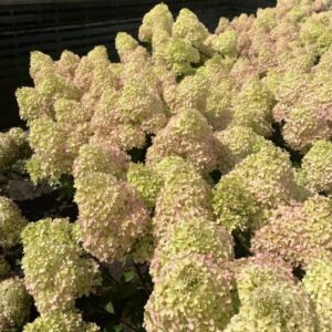 Aedhortensia Petite Flori