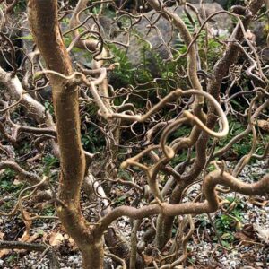 Harilik sarapuu Contorta