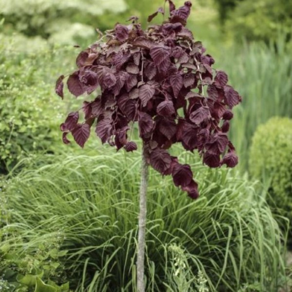 Harilik sarapuu Purple_Umbrella