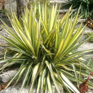 Kiuline tääkliilia Golden Sword