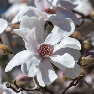 Loebneri magnolia Merrill