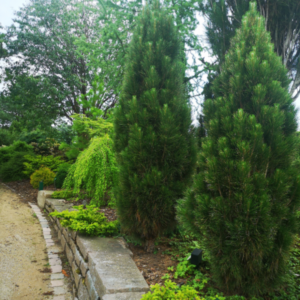 Must mänd GREEN GEYSIR