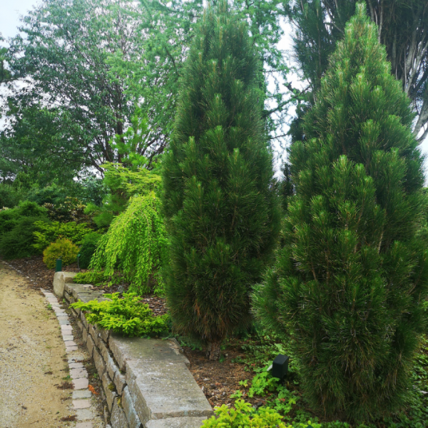 Must mänd GREEN GEYSIR