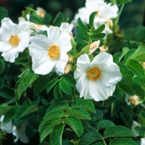 kurdlehine kibuvits Alba