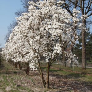 Loebneri magnolia Merrill