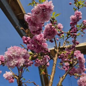 Ilukirsipuu Kiku-shidare-zakura