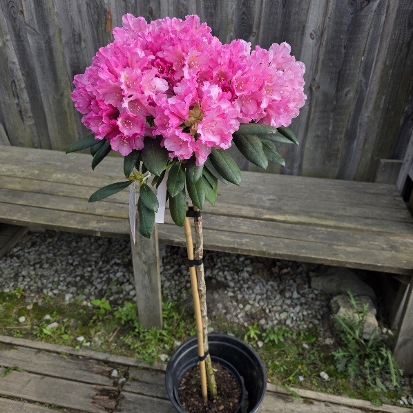 Jaku rododendron Sneezy C5 80 cm tüvel võra 35-40 cm