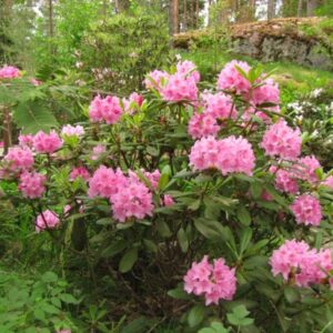 rododendron Helsinki University