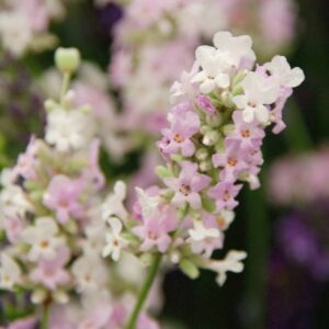 lavendel Hidcote Pink