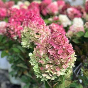 hortensia LIttle lime punch
