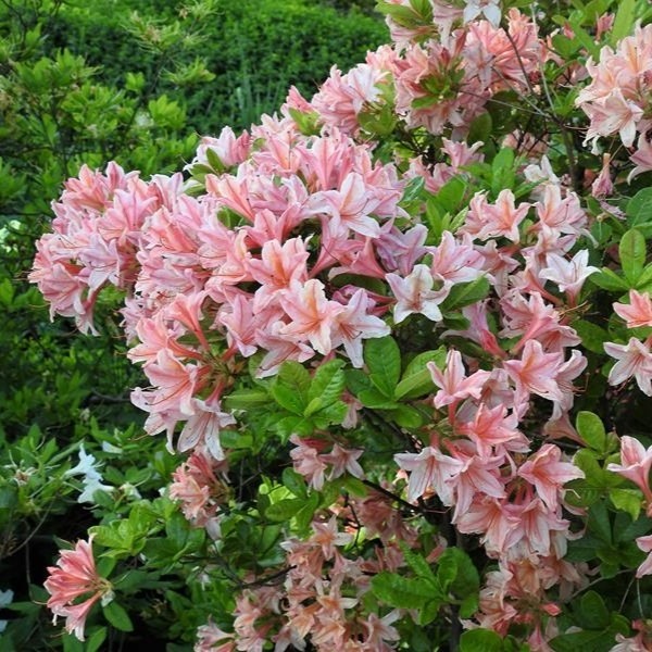 rododendron chanel