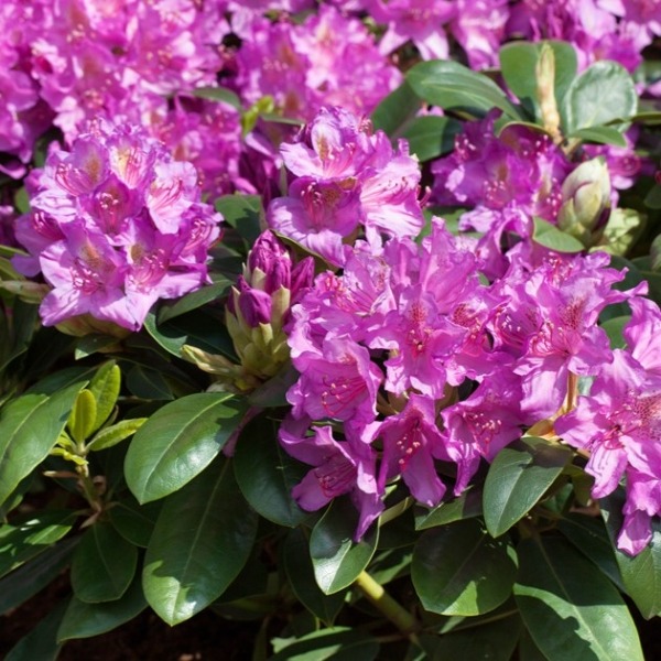 rododendron pink purple dream