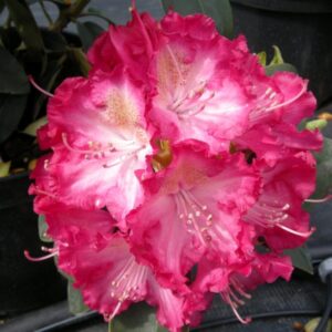 Rododendron Sternzauber õis