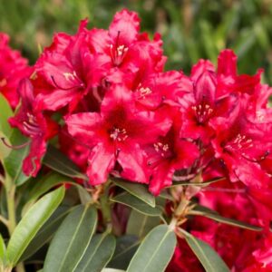 Rododendron Taragona