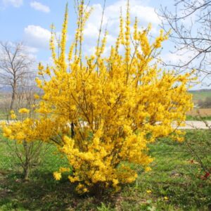 Värdforsüütia Spectabilis