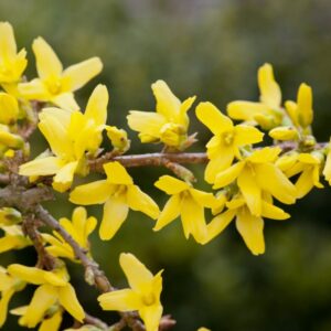 Värdforsüütia Spectabilis