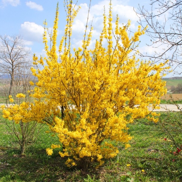 Värdforsüütia Spectabilis