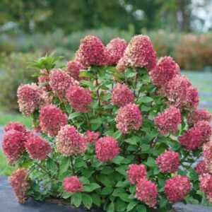 hortensia little lime punch