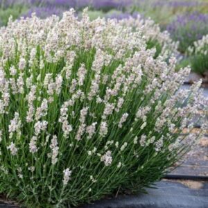 lavendel Hidcote Pink