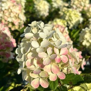hortensia little lime punch
