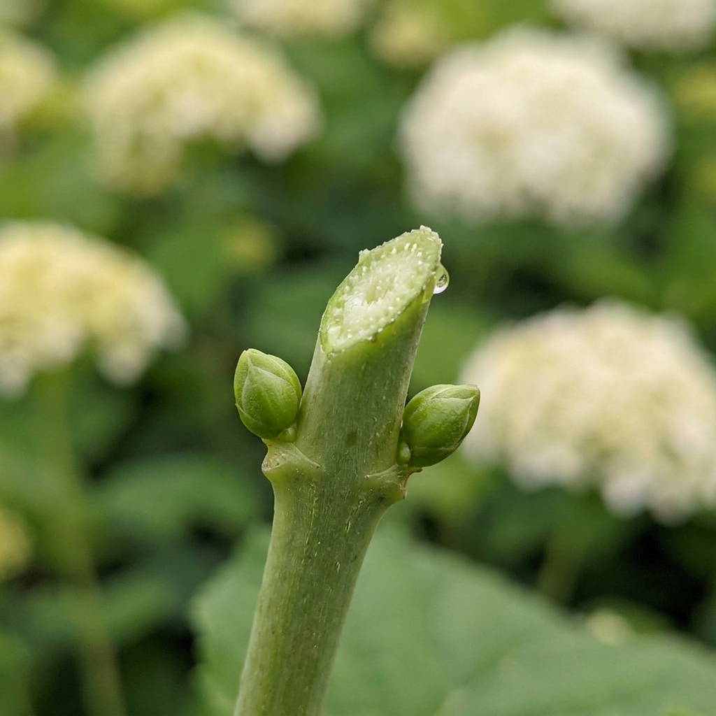 Lõige pungapaari kohal