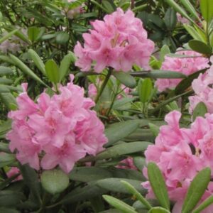 rododendron helsinki university