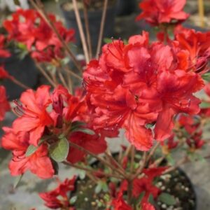 rododendron Certoryje