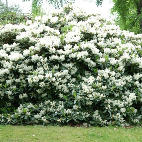 rododenrdon cunninghams white