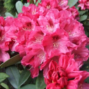 rododendron Sneezy