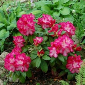 Rododendron Sternzauber õis