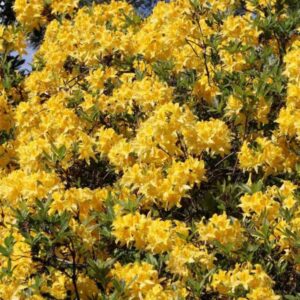 rododendron anneke