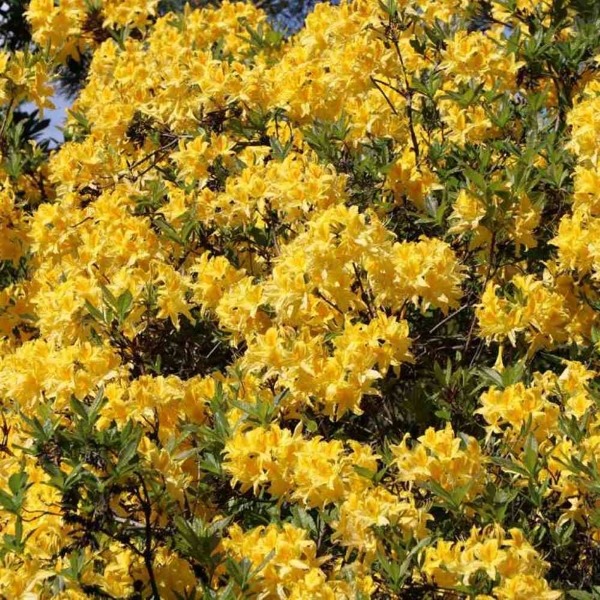rododendron anneke