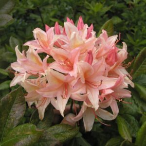 rododendron chanel
