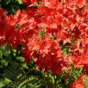 rododendron feuerwerk