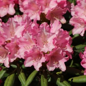 rododendron kalinka