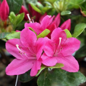 rododendron kermesina