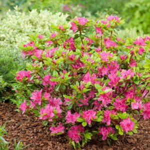 rododendron kermesina