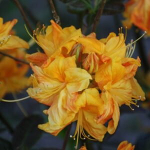 rododendron klondyke