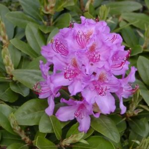 rododendron pink purple dream