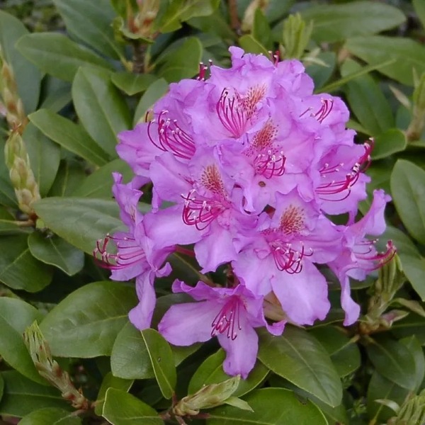 rododendron pink purple dream