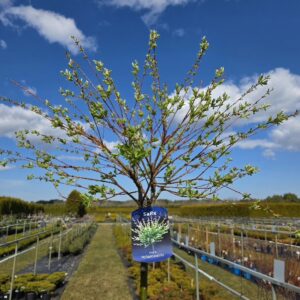 Terveservaline paju Hakuro Nishiki tüvel