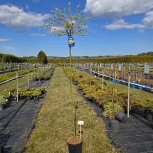 Terveservaline paju Hakuro Nishiki tüvel