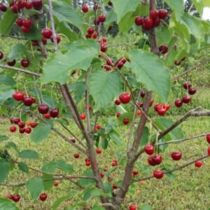 Magus kirsipuu Arthur C7,5