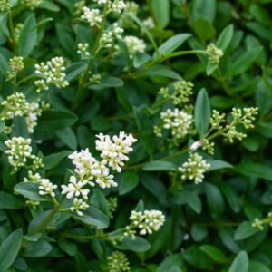 Ovaallehine liguster